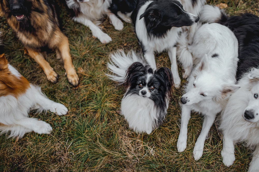 Fotoshooting mit Birgit Gragober und ihrem Hunderudel
